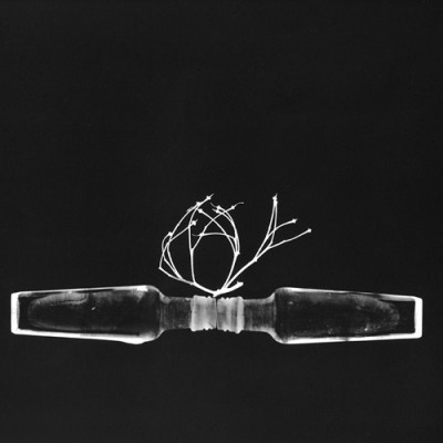 El beso del venado, 2010 / photogram on silver gelatin paper / ca. 24 x 30,5 cm