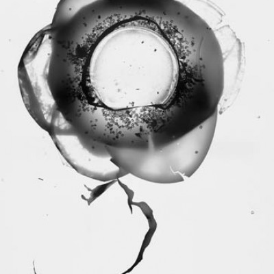 Blume 3, 2011 / reversed photogram on silver gelatin paper / ca. 24 x 30,5 cm