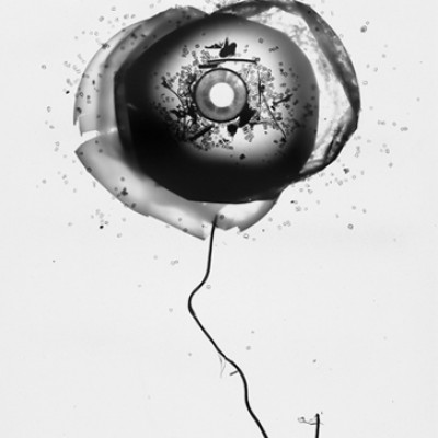 Blume 7, 2011 / reversed photogram on cotton paper / ca. 24 x 30,5 cm