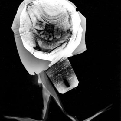 Abisal 3, 2012 / photogram on silver bromide paper / ca. 13 x 18 cm