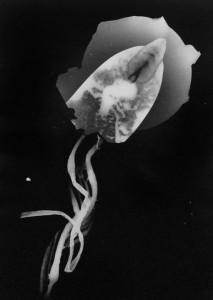 Abisal 9, 2012 / photogram on silver bromide paper / ca. 13 x 18 cm