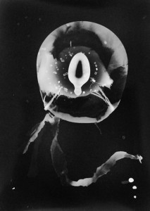 Abisal 20, 2012 / photogram on silver bromide paper / ca. 13 x 18 cm
