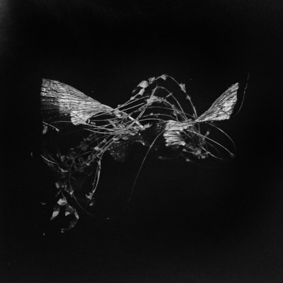 Fly 1, 2013 / Silver gelatin print /